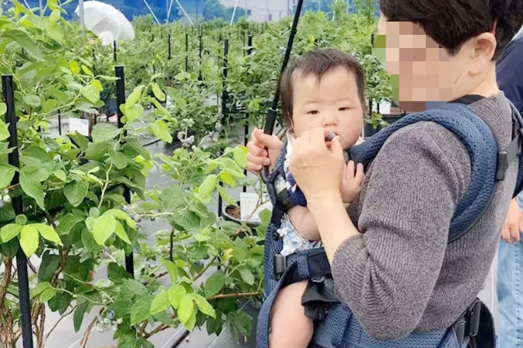 1才の孫でもパクパク食べるブルーベリーでした